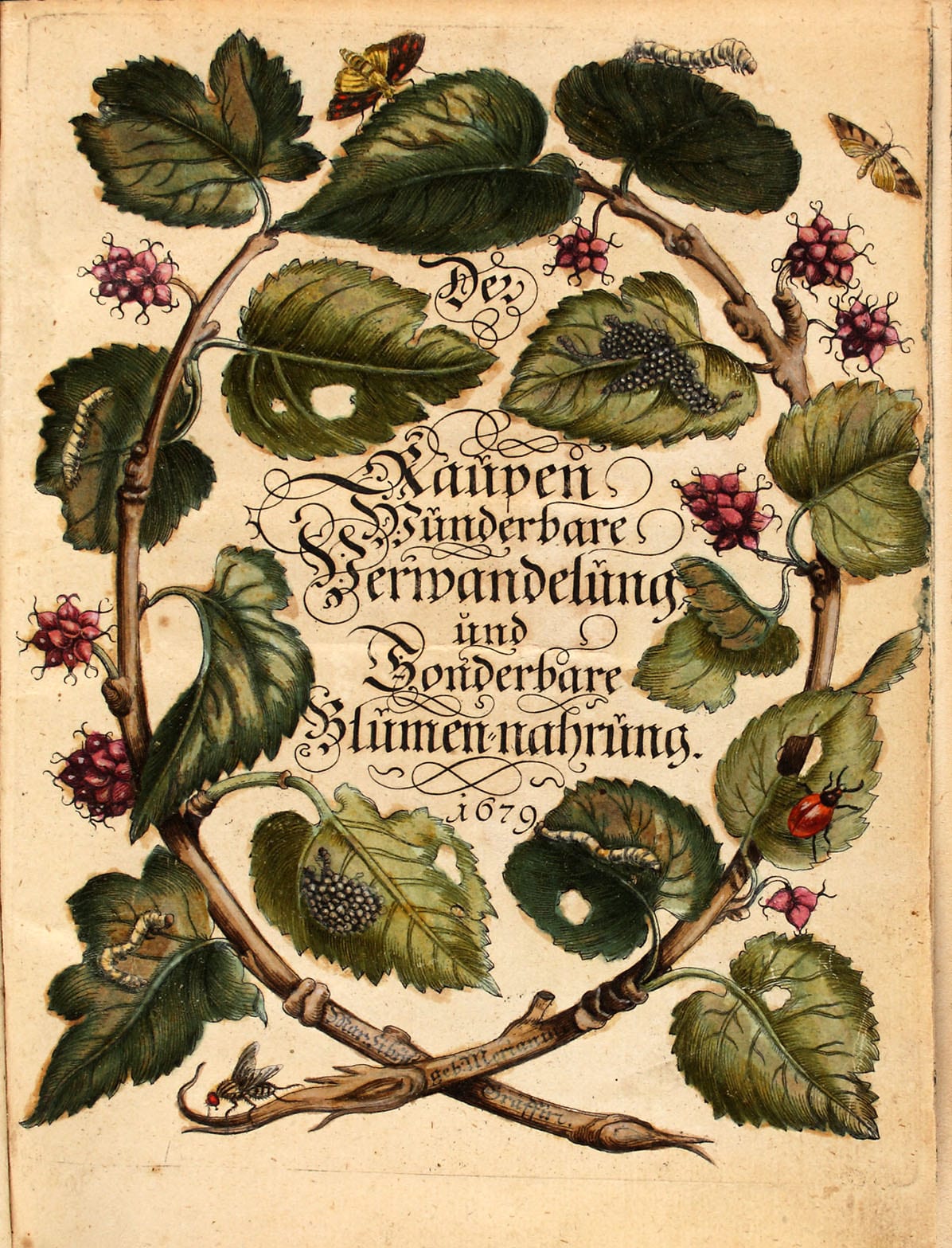 Zur Seite: Maria Sibylla Merian (1647-1717)