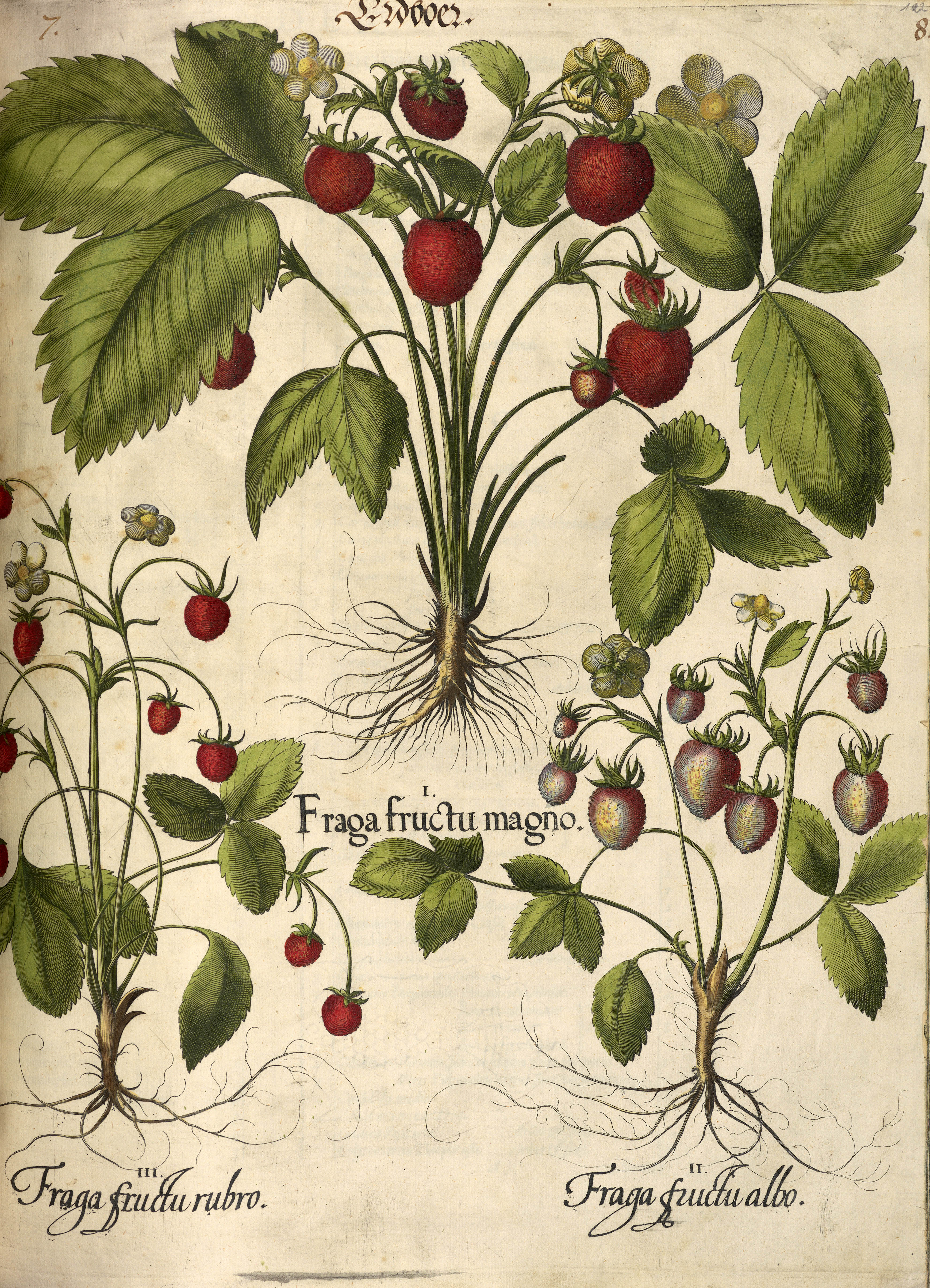 Zur Seite: Botanik im Bild